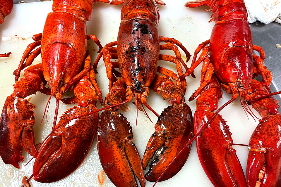 Salt Water Lobsters Ready To Go